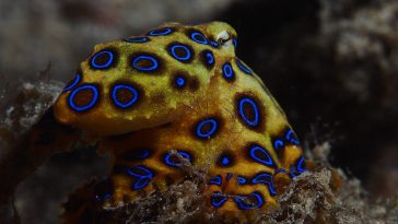 Blue Ringed Octopus