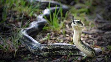 Rat Snake