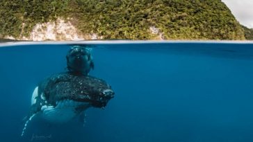 sleeping whales with calf