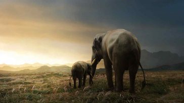 Elephant mother and baby