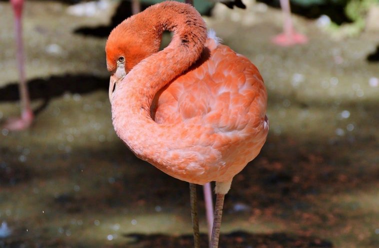 Flamingo