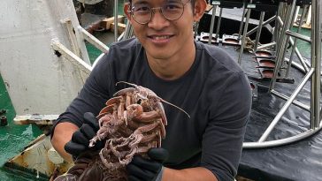 Gruesome-looking 'Darth Vader' sea cockroach discovered at the bottom of the Indian Ocean is identified as a new species