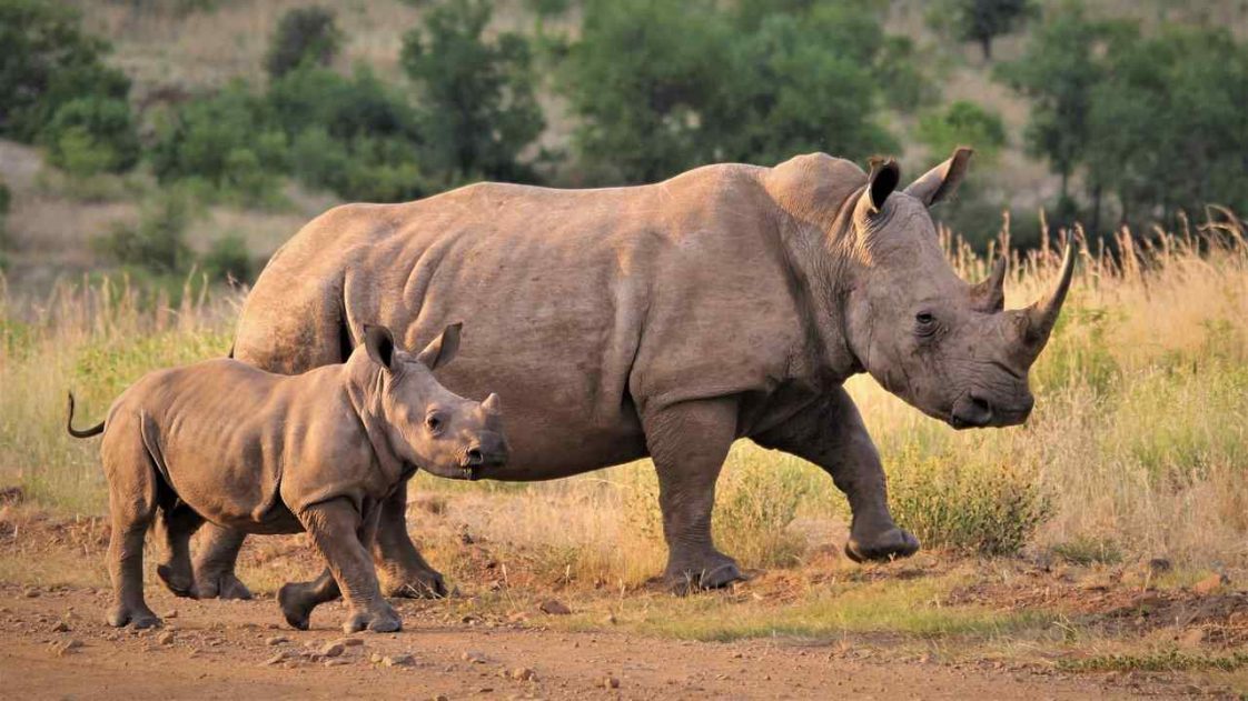 15 Interesting Rhinoceros Facts - Feri.org