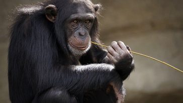 chimpanzee with stick