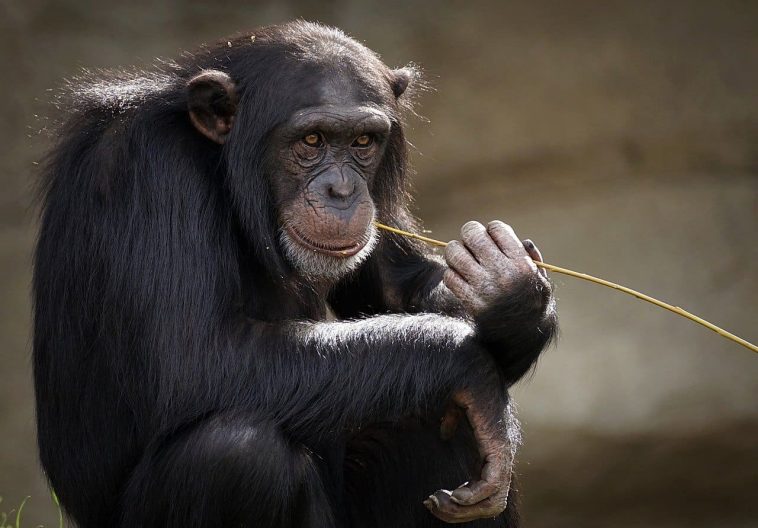 chimpanzee with stick
