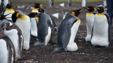 Emperor Penguin