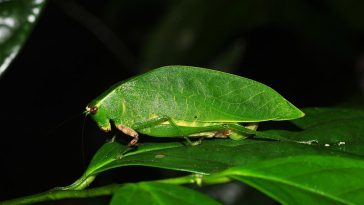 False Leaf Katydid