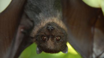 Mariana fruit bat