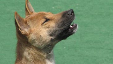 New Guinea Singing Dog is singing