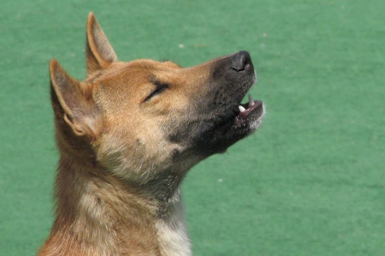 New Guinea Singing Dog is singing