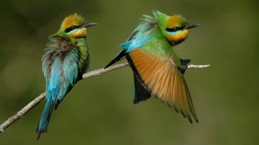 Rainbow bee-eater