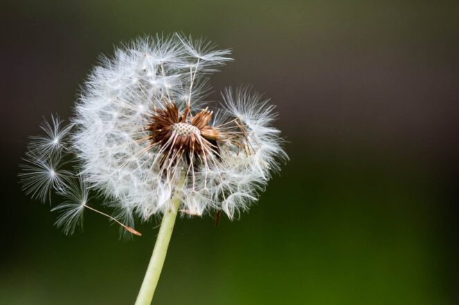 Dandelion flower. Concept for Asthma Triggers.
