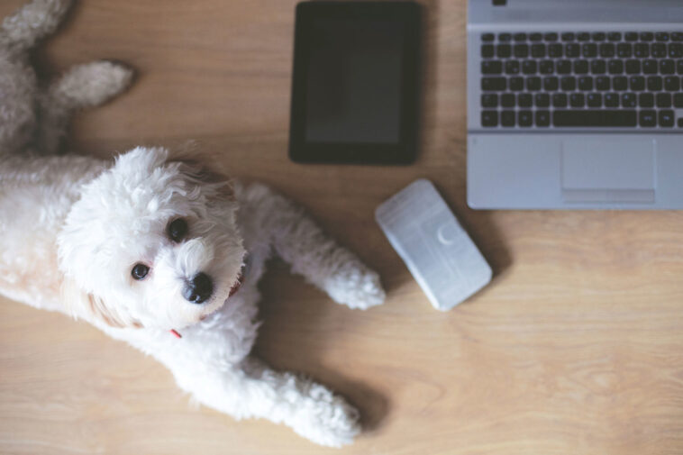 Dog Online Training