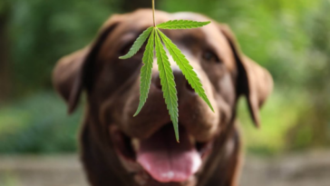 cannabis and pets