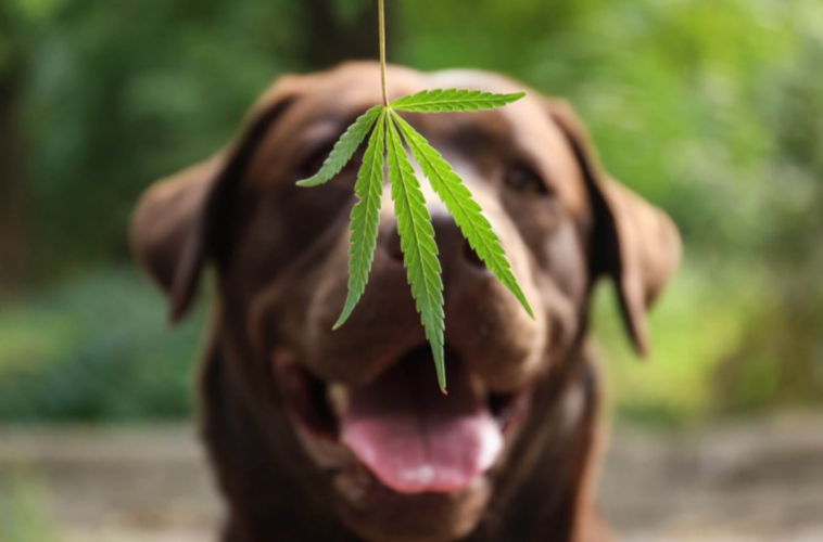 cannabis and pets