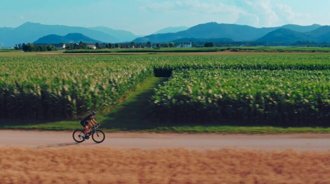 cycling in cornfield