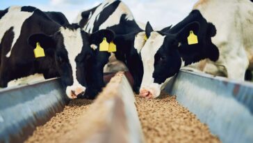 Optimizing Livestock Nutrition Unveiling the Secrets of High-Quality Livestock Feed