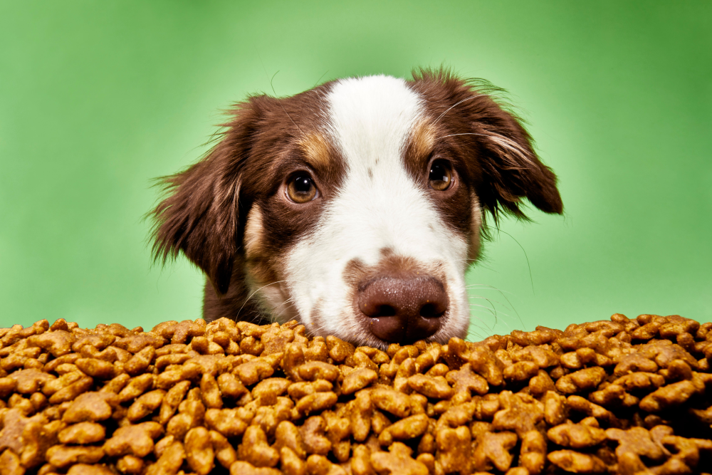 Why Is Pet Food So Expensive Exploring the Factors and BudgetFriendly