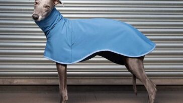 blue whippet coat