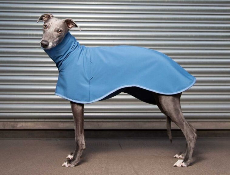 blue whippet coat