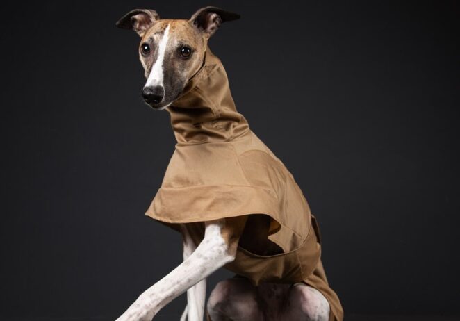 brown whippet coat