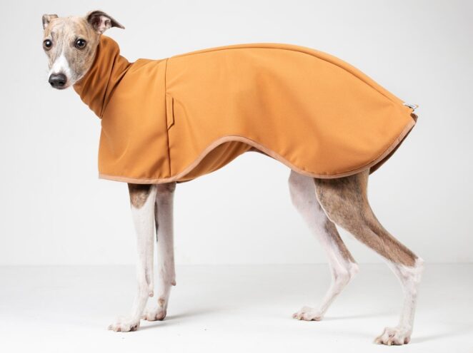 orange whippet coat