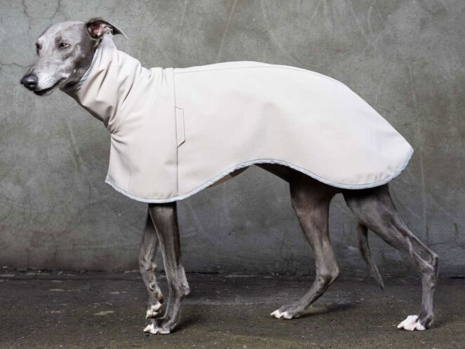 silver whippet coat