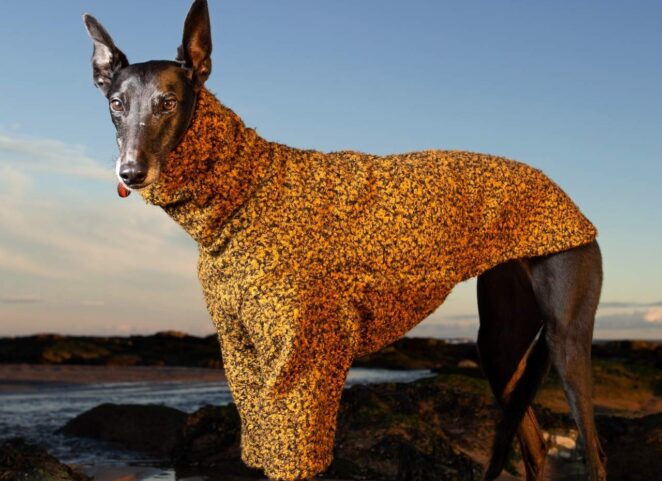 special whippet coat