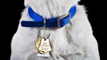Comparing Designer Dog Collars to Regular Ones