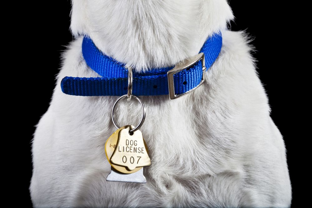 Comparing Designer Dog Collars to Regular Ones